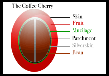 Coffee Cherry